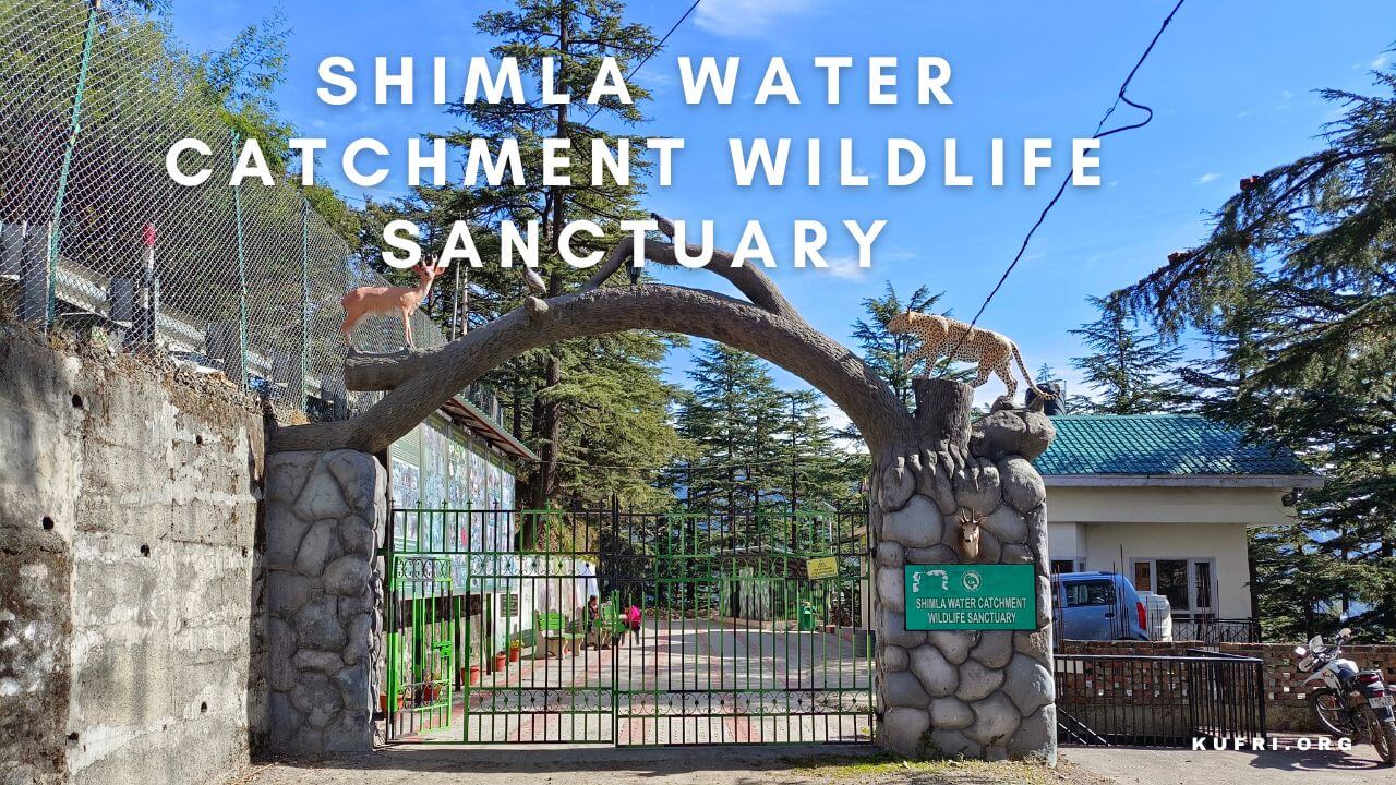 Shimla Water Catchment Wildlife Sanctuary Kufri